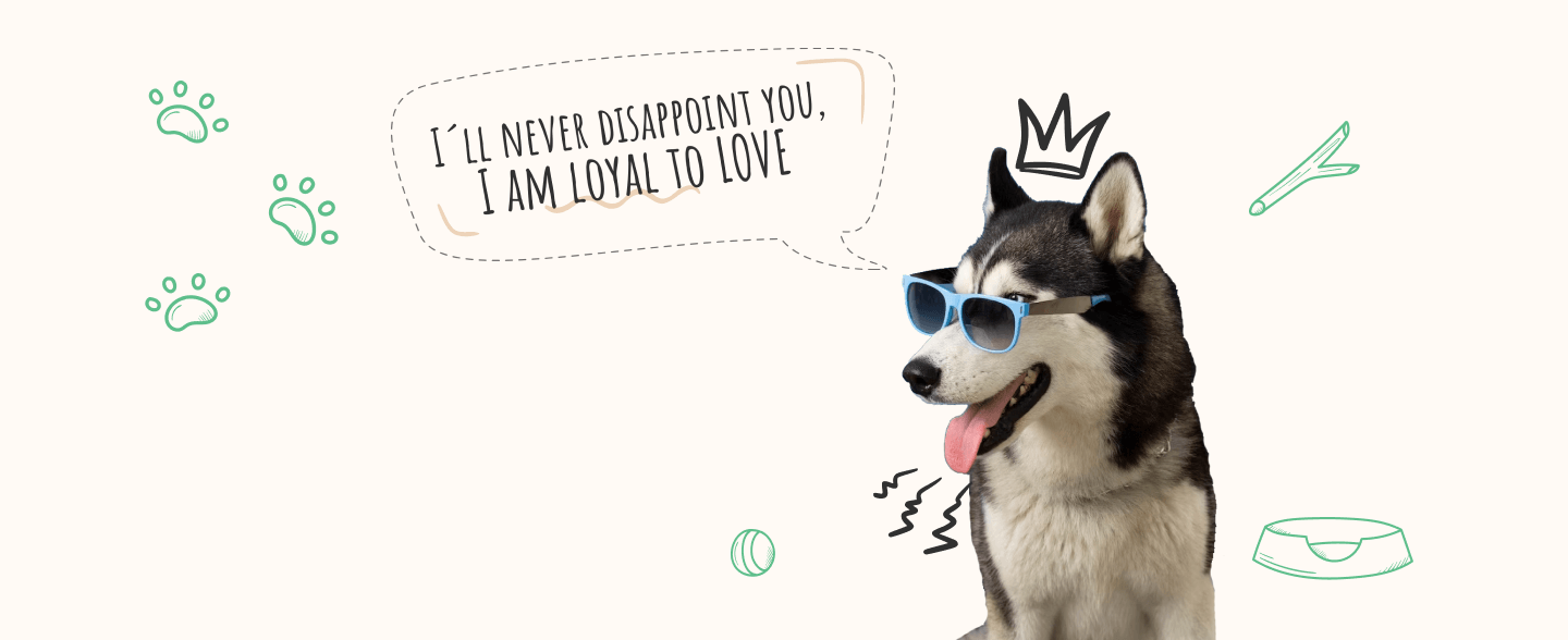 A Husky wearing sunglasses having a fun moment at Doggies Gone Wild in Doral, showcasing its playful spirit and stylish look.