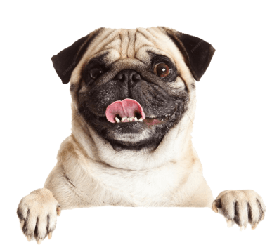 A happy Pug sticking out its tongue at Doggies Gone Wild in Doral, capturing a joyful and playful moment.