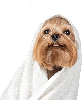 A dog getting ready for a bath at Doggies Gone Wild in Miami Gardens, anticipating a refreshing and pampering experience.
