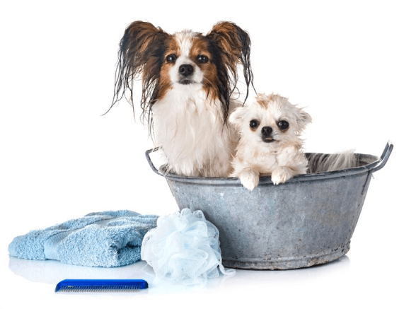 Two dogs eagerly waiting to be pampered by the dedicated team at Doggies Gone Wild in Doral, looking forward to a day of care and attention.