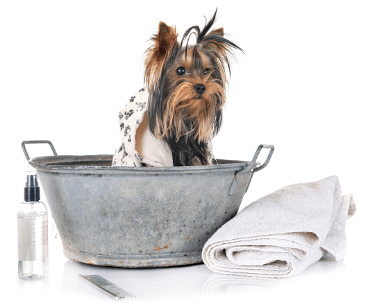 A dog getting ready for grooming at Doggies Gone Wild's Miami Gardens location, eagerly anticipating a pampering session.