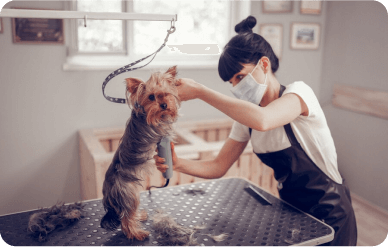 Our skilled dog stylist carefully grooming a Yorkie at Doggies Gone Wild's Doral location, showcasing our dedication to gentle and meticulous pet care.