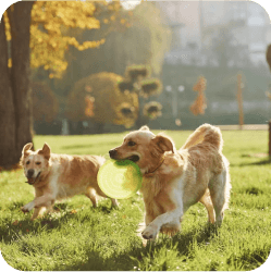 Two dogs joyfully strolling side by side at Doggies Gone Wild in Miami Gardens, enjoying the companionship and scenic outdoor area.