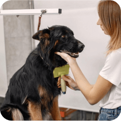 A professional dog groomer in Doral at Doggies Gone Wild skillfully brushing a dog, ensuring a neat and comfortable coat with expert care.