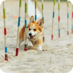 A Corgi energetically navigating an obstacle course at Doggies Gone Wild in Doral, demonstrating agility and joy in our engaging play area.