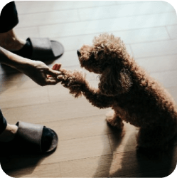 A dog giving its paw to its caregiver at Doggies Gone Wild in Miami Gardens, symbolizing trust and friendship between pets and our staff.