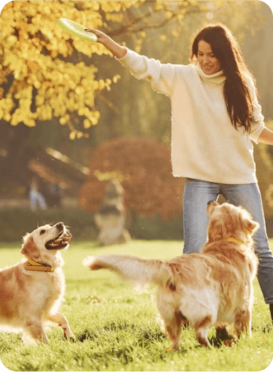 One of our Doral team members joyfully playing frisbee with two Golden Retrievers, showcasing the fun and active engagement we offer at Doggies Gone Wild.