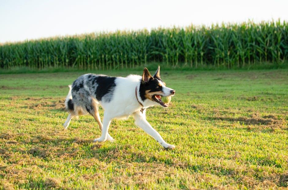 15 Best Practices for Overnight Dog Boarding Success - DoggiesGoneWild