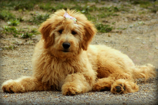 16 Adorable Golden Doodle Grooming Styles - DoggiesGoneWild