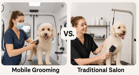 Mobile Grooming vs. Traditional Salon: Which is Better for Your Dog?