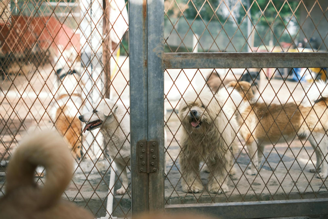 Daycare for Dogs: The Ultimate Guide To Caring for Your Pooch - DoggiesGoneWild