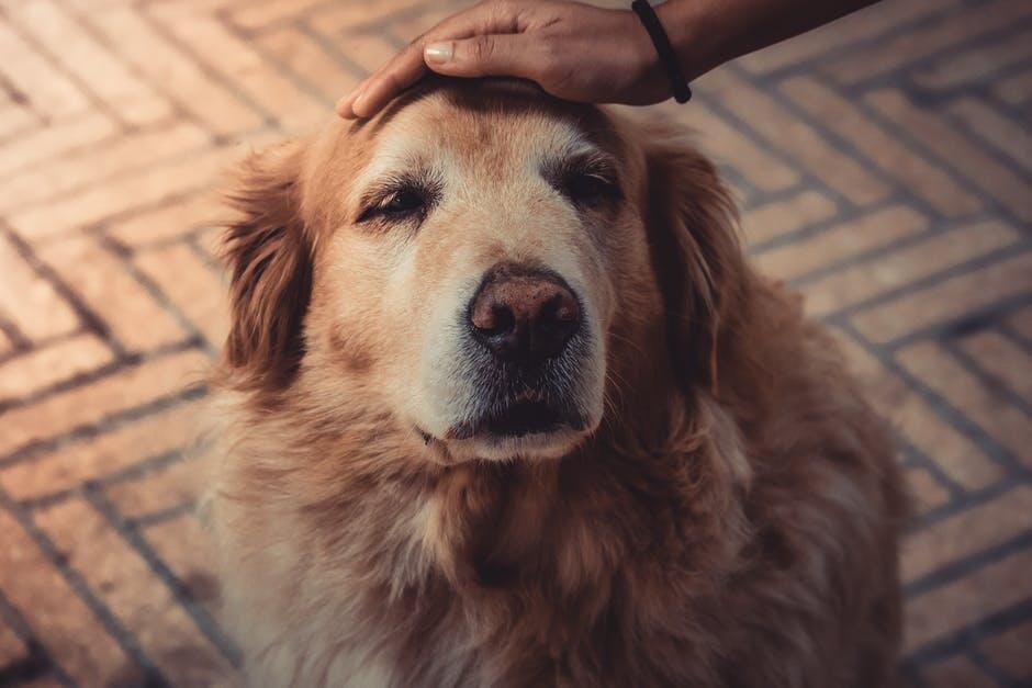 Elderly Dog Daycare: How to Transition Your Senior Pet for the First Time - DoggiesGoneWild