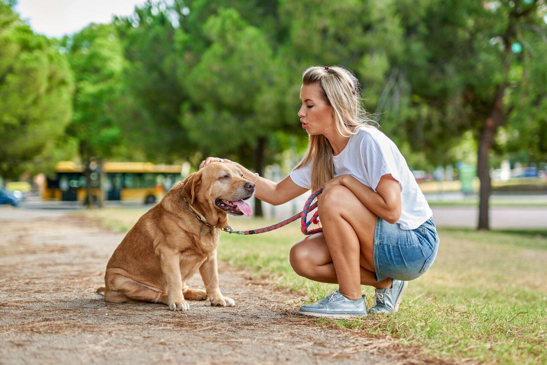 Long-Term Dog Boarding vs. Pet Sitters: Which is Right for Your Dog? - DoggiesGoneWild