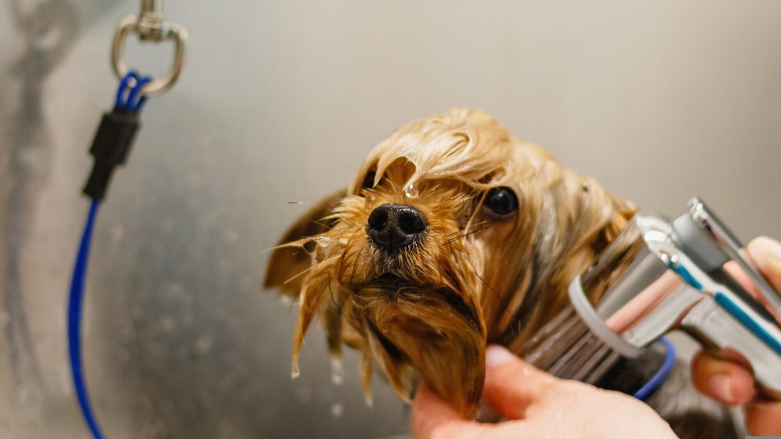 Top Tips on How to Get Knots Out of Dog Hair Easily - DoggiesGoneWild