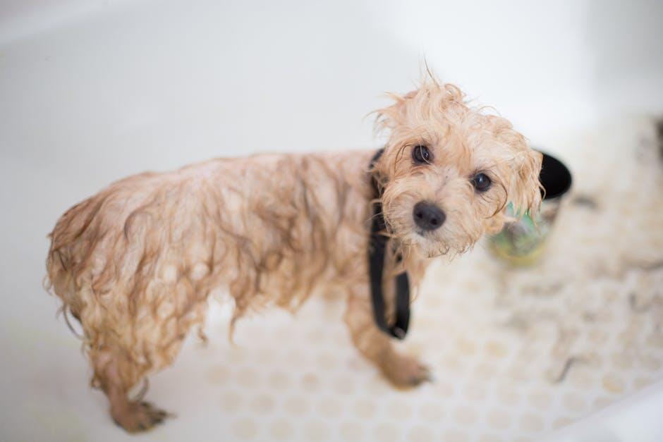 Why Dog Grooming Is Key to a Happy, Healthy Pet - DoggiesGoneWild