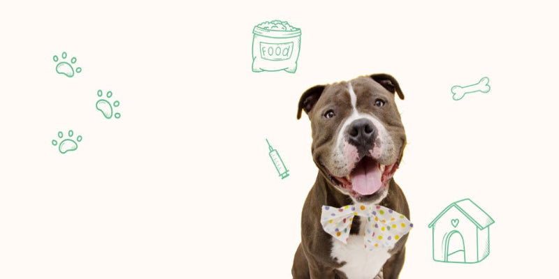 TopRated Pet Resort in Doral, FL Doggies Gone Wild DoggiesGoneWild