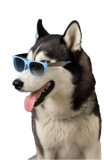 A Husky wearing sunglasses at Doggies Gone Wild in Doral, showcasing its cool demeanor and stylish accessory under the Florida sun.