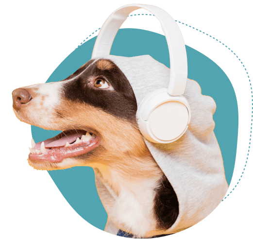A relaxed dog wearing headphones at Doggies Gone Wild in Doral, enjoying a peaceful moment with soothing sounds.