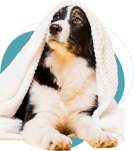A freshly bathed dog wrapped in a towel at Doggies Gone Wild in Miami Gardens, looking cozy and content after a soothing grooming session