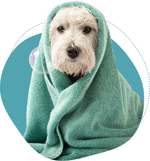 A dog wrapped in a towel, freshly bathed and cozy, at Doggies Gone Wild in Miami Gardens, radiating comfort and care after a soothing bath.