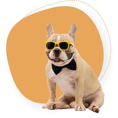 A dog wearing sunglasses enjoying the day at Doggies Gone Wild in Doral, embodying the laid-back and fun atmosphere of our facility.