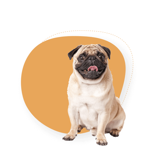 A humorous Pug looking directly at the camera at Doggies Gone Wild in Miami Gardens, capturing a moment of curiosity and charm.