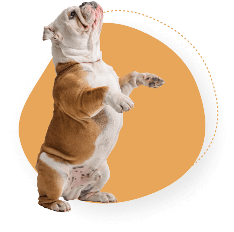 An adorable bulldog standing on its hind legs at Doggies Gone Wild in Miami Gardens, showing off its playful side and engaging in fun activities.