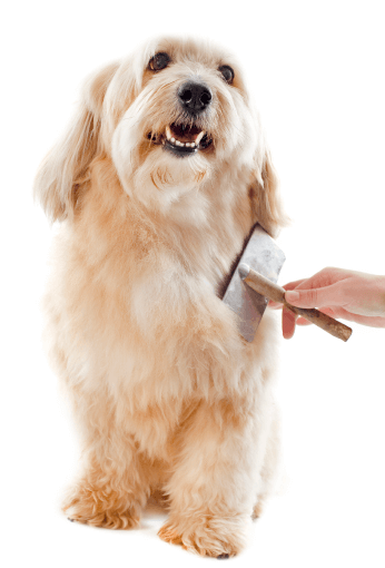 A dog being meticulously groomed at Doggies Gone Wild in Miami Gardens, with each stroke of the brush showcasing our expert and gentle care.