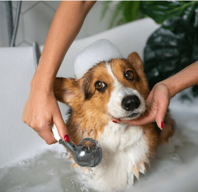 A joyful Pembroke Welsh Corgi enjoying a bath given by a professional dog stylist at Doggies Gone Wild in Miami Gardens, showcasing our gentle and expert grooming services.