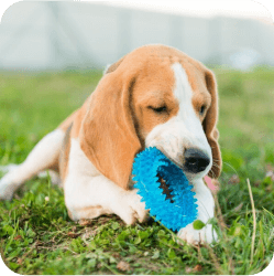 A Beagle joyfully playing with a toy at Doggies Gone Wild's Miami facility, enjoying the spacious and fun environment.
