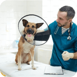 A dog being examined by a health professional at Doggies Gone Wild in Doral, ensuring its well-being with expert care and attention.